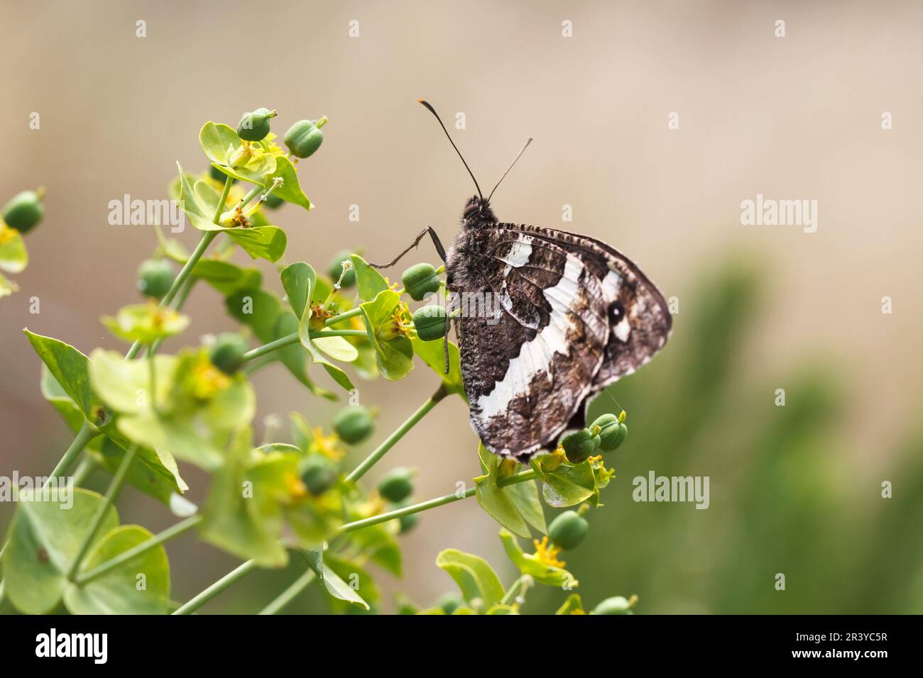 Brintesia circe (syn. Aulocera circe), known as Great banded grayling Stock Photo