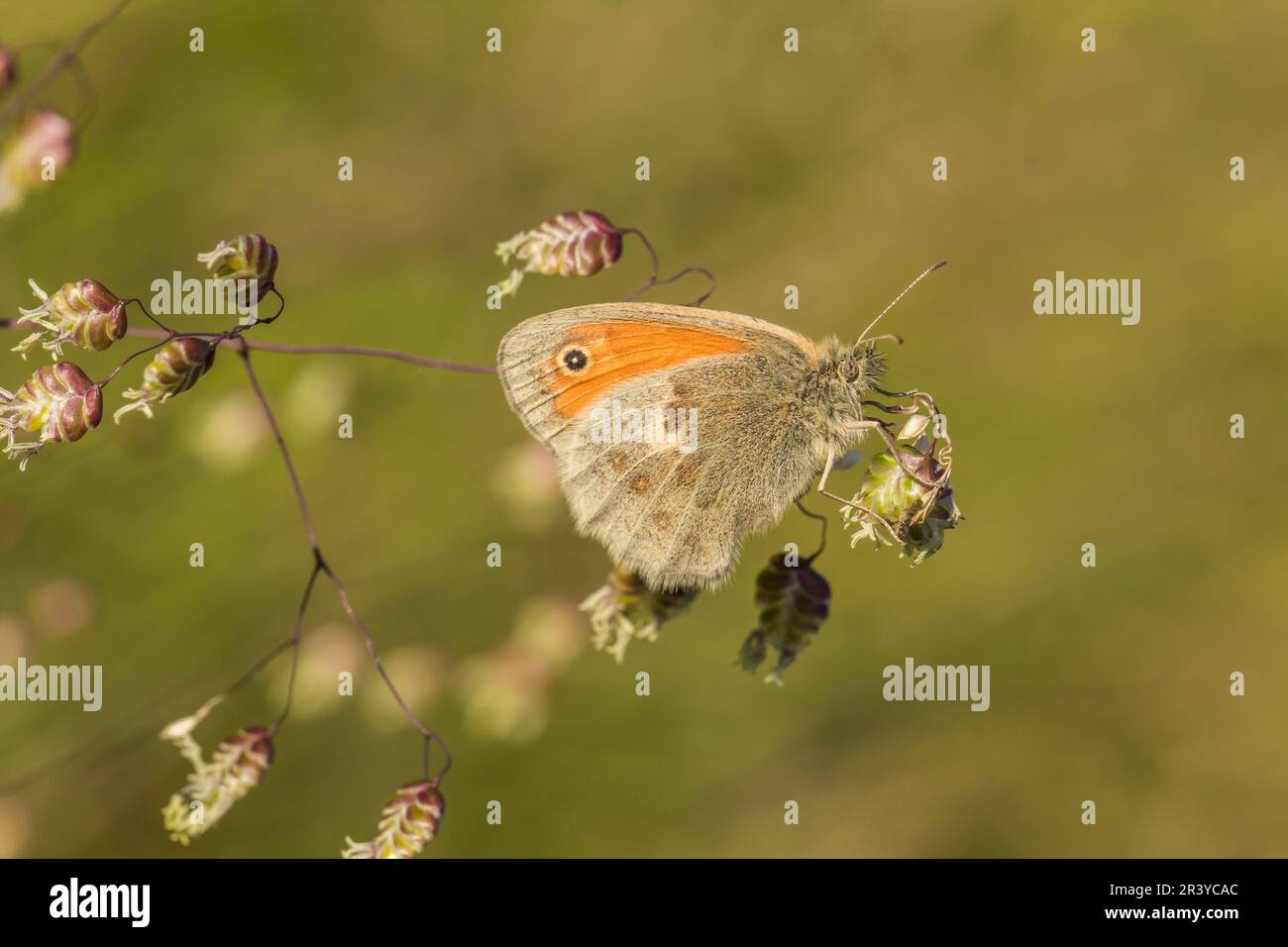 Coenonympha pamphilus, known as the Small heath butterfly Stock Photo