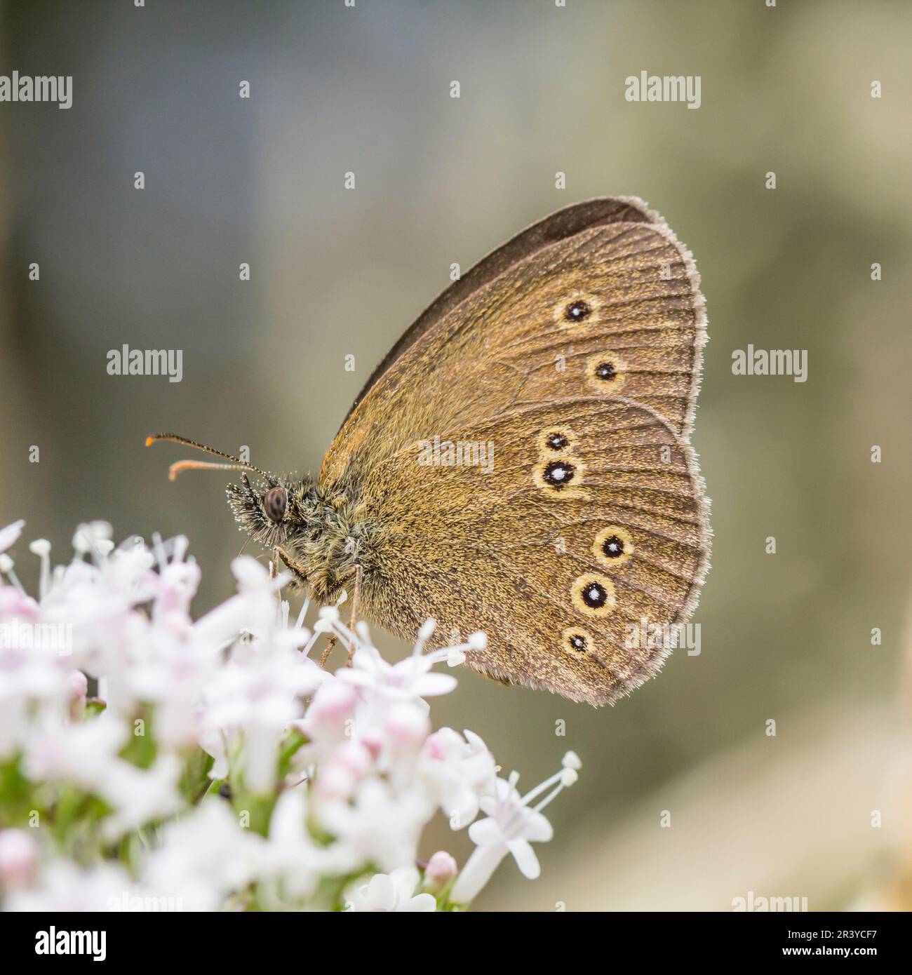 Aphantopus hyperantus, commonly known as the Ringlet butterfly Stock Photo