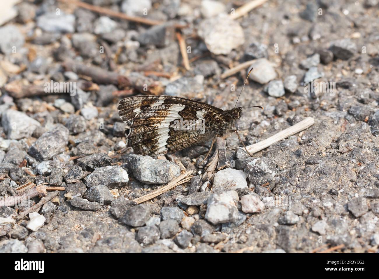 Brintesia circe (syn. Aulocera circe), known as Great banded grayling Stock Photo