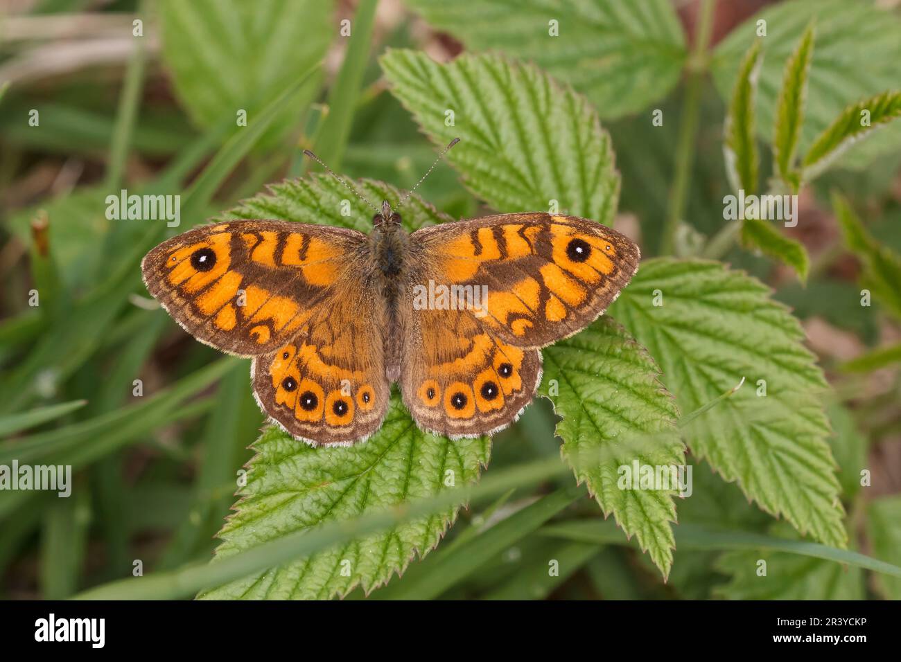 Lasiommata megera (male), known as Wall butterfly, Wall brown butterfly, The wall butterfly Stock Photo