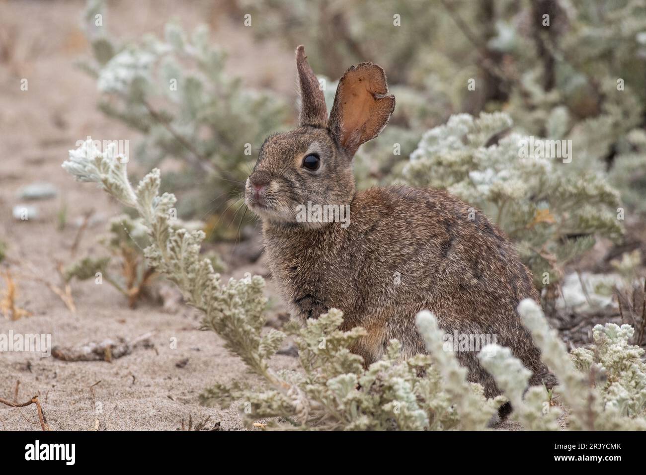Brush rabbit in brush by beach Stock Photo