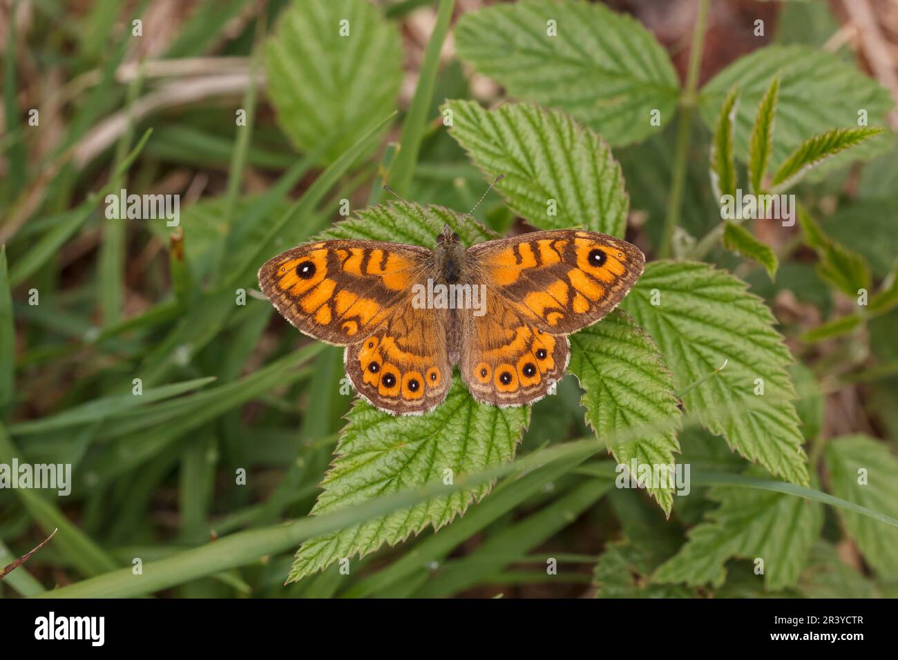 Lasiommata megera (male), known as Wall butterfly, Wall brown butterfly, The wall butterfly Stock Photo