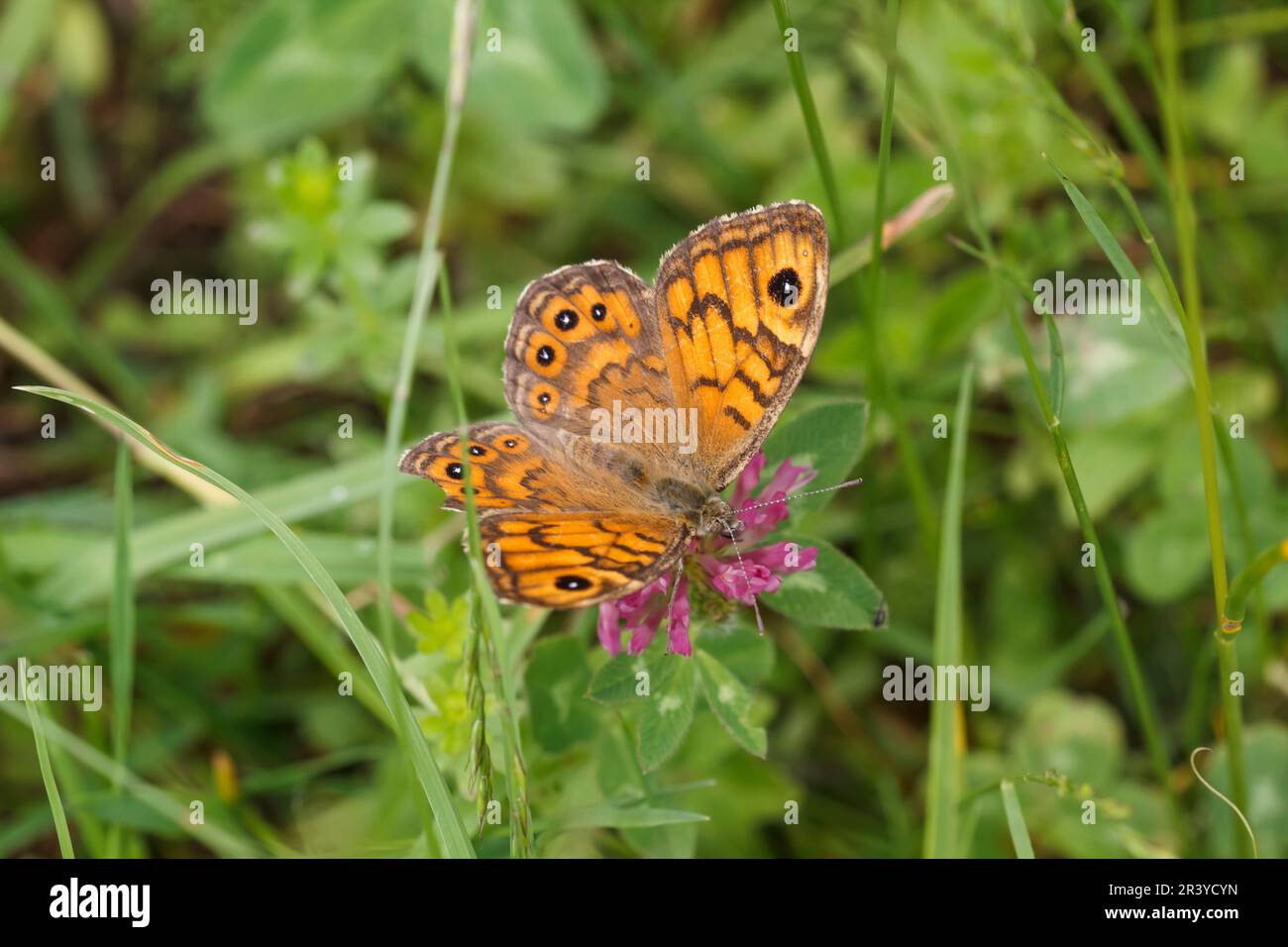 Lasiommata megera (female), known as Wall butterfly, Wall brown butterfly, The wall butterfly Stock Photo