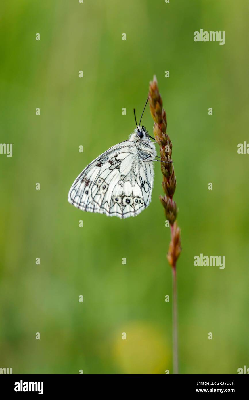 Melanargia galathea, known as the Marbled white butterfly Stock Photo