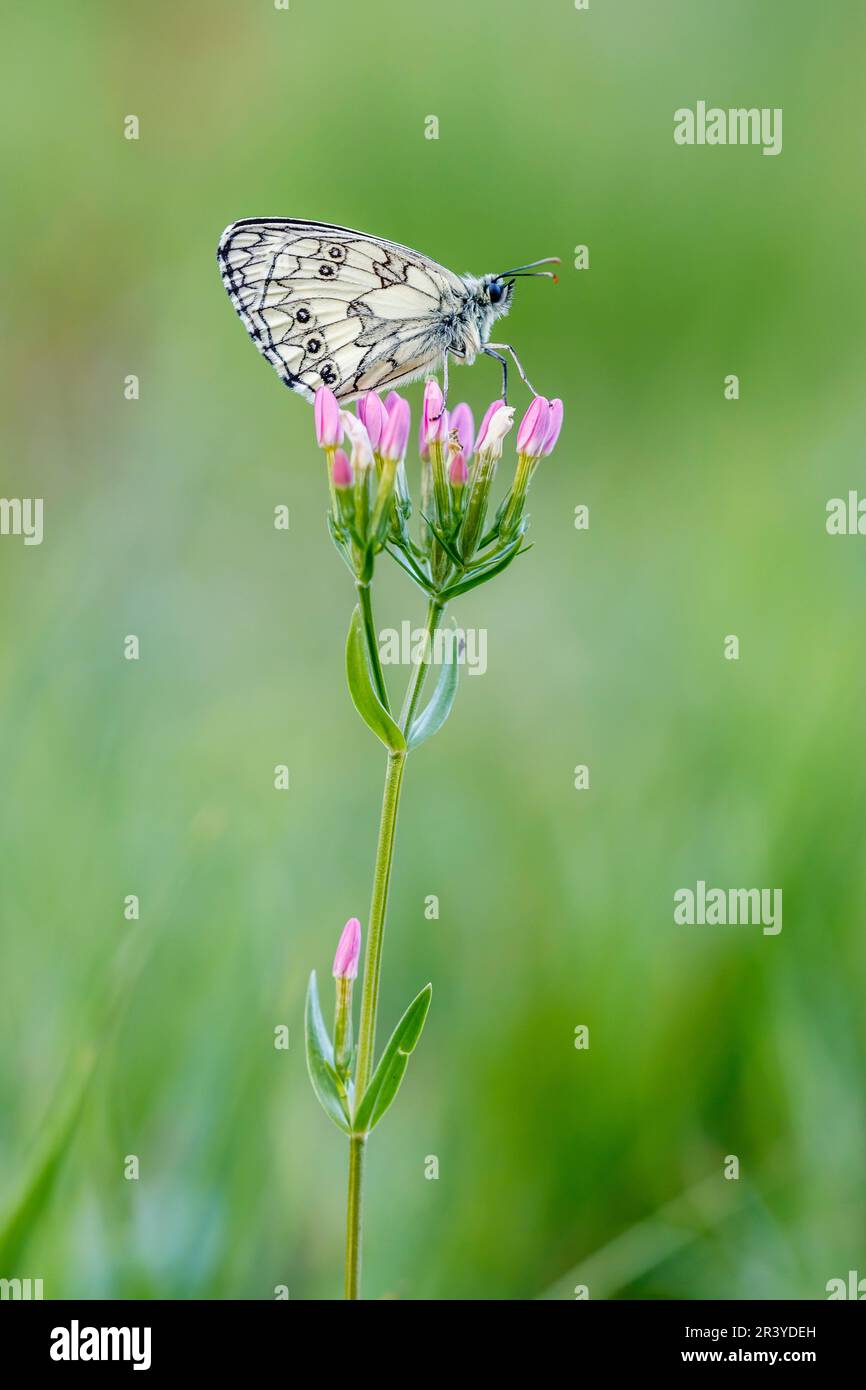 Melanargia galathea, known as the Marbled white butterfly Stock Photo