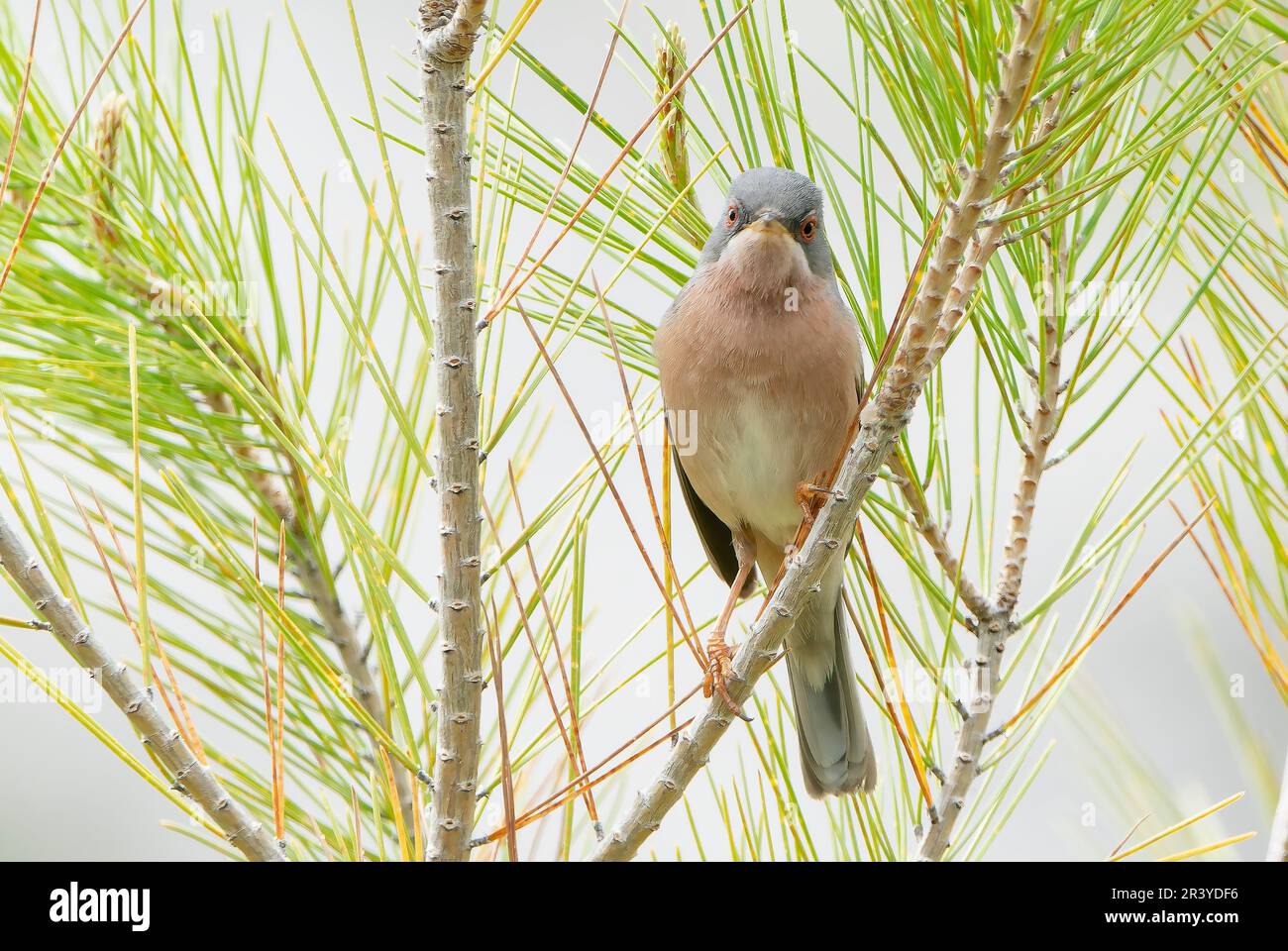 Curruca Subalpina Hi res Stock Photography And Images Alamy curruca-subalpina-hi-res-stock-photography-and-images-alamy
