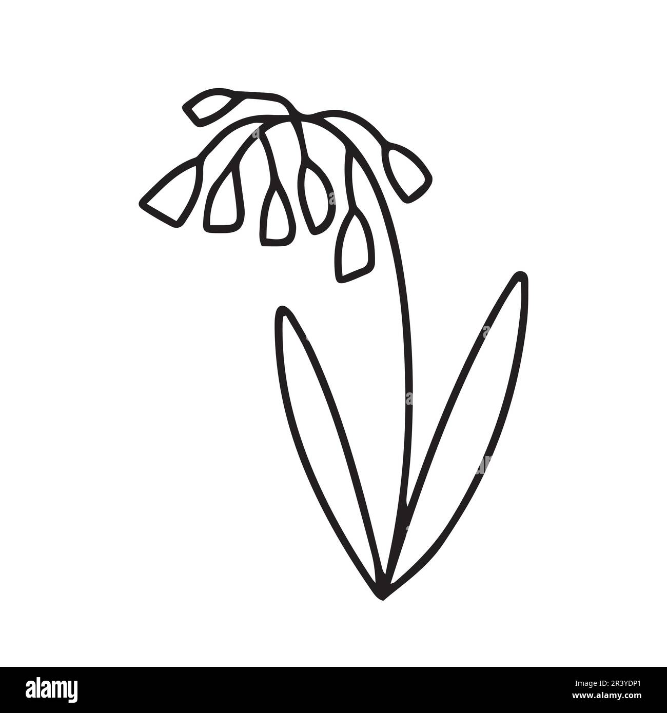 Hand drawn lily of the valley Stock Vector Image & Art Alamy