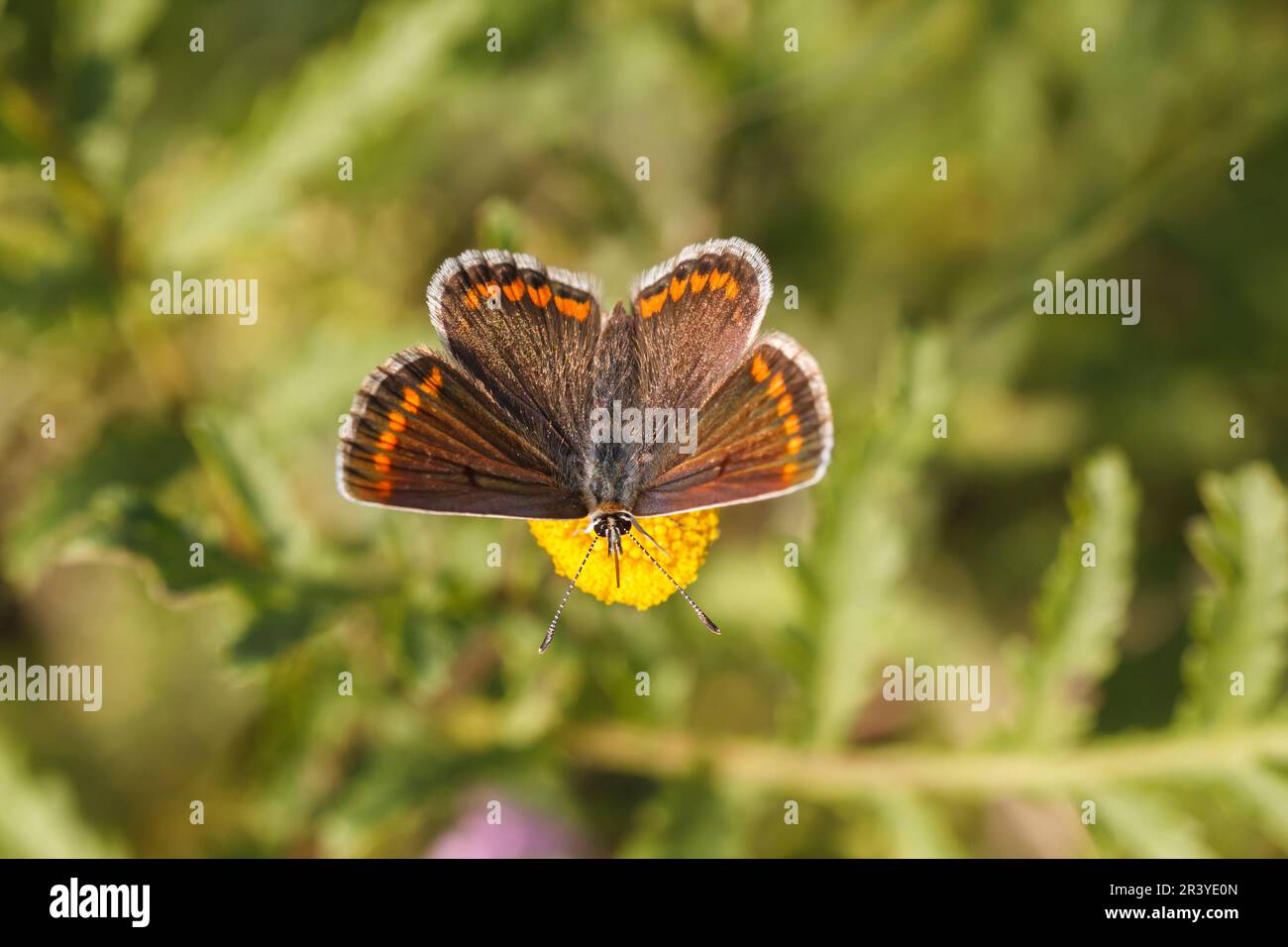 Aricia agestis, syn. Polyommatus agestis, known as the Brown argus butterfly Stock Photo