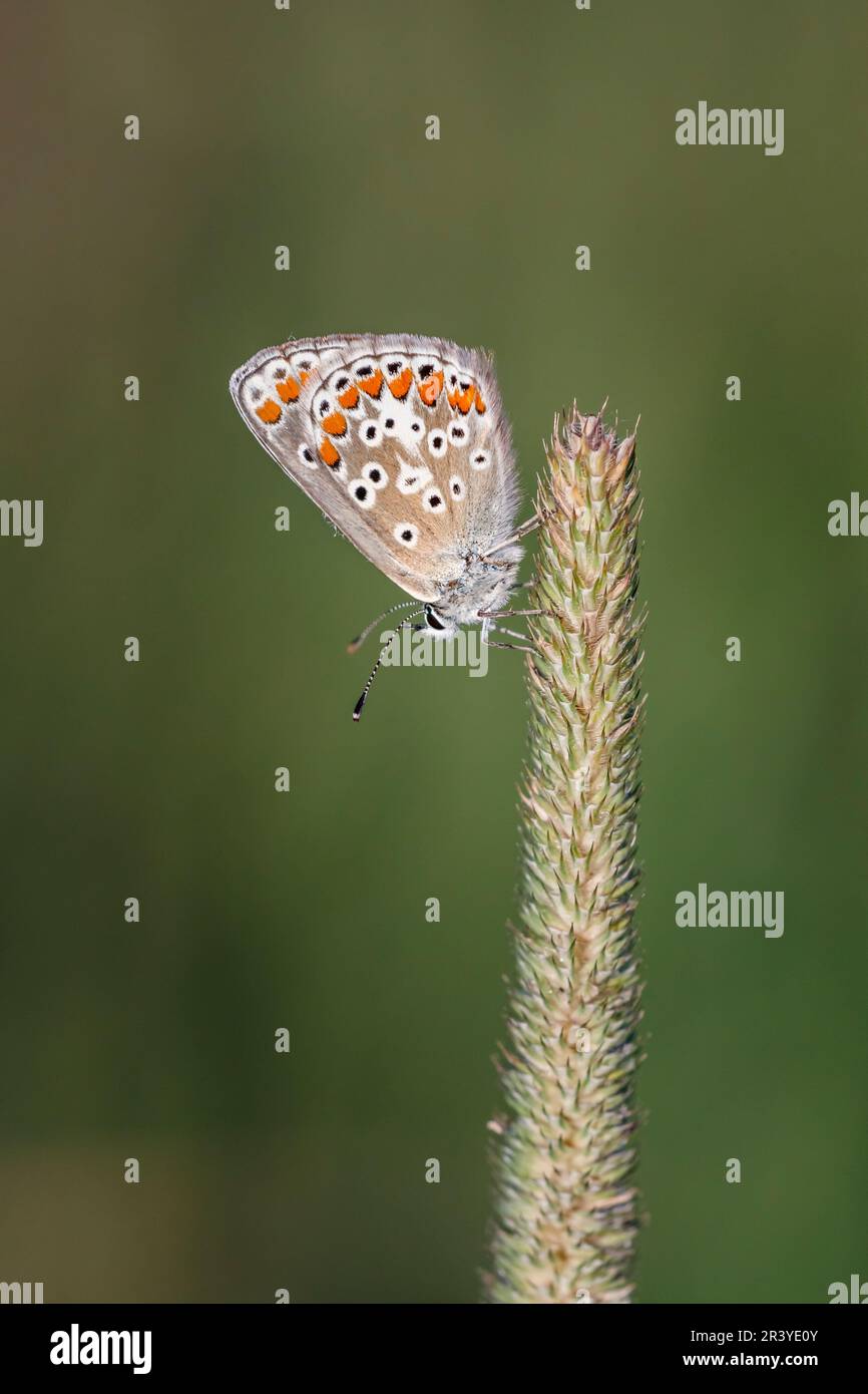 Aricia agestis syn. Polyommatus agestis, known as the Brown argus butterfly Stock Photo