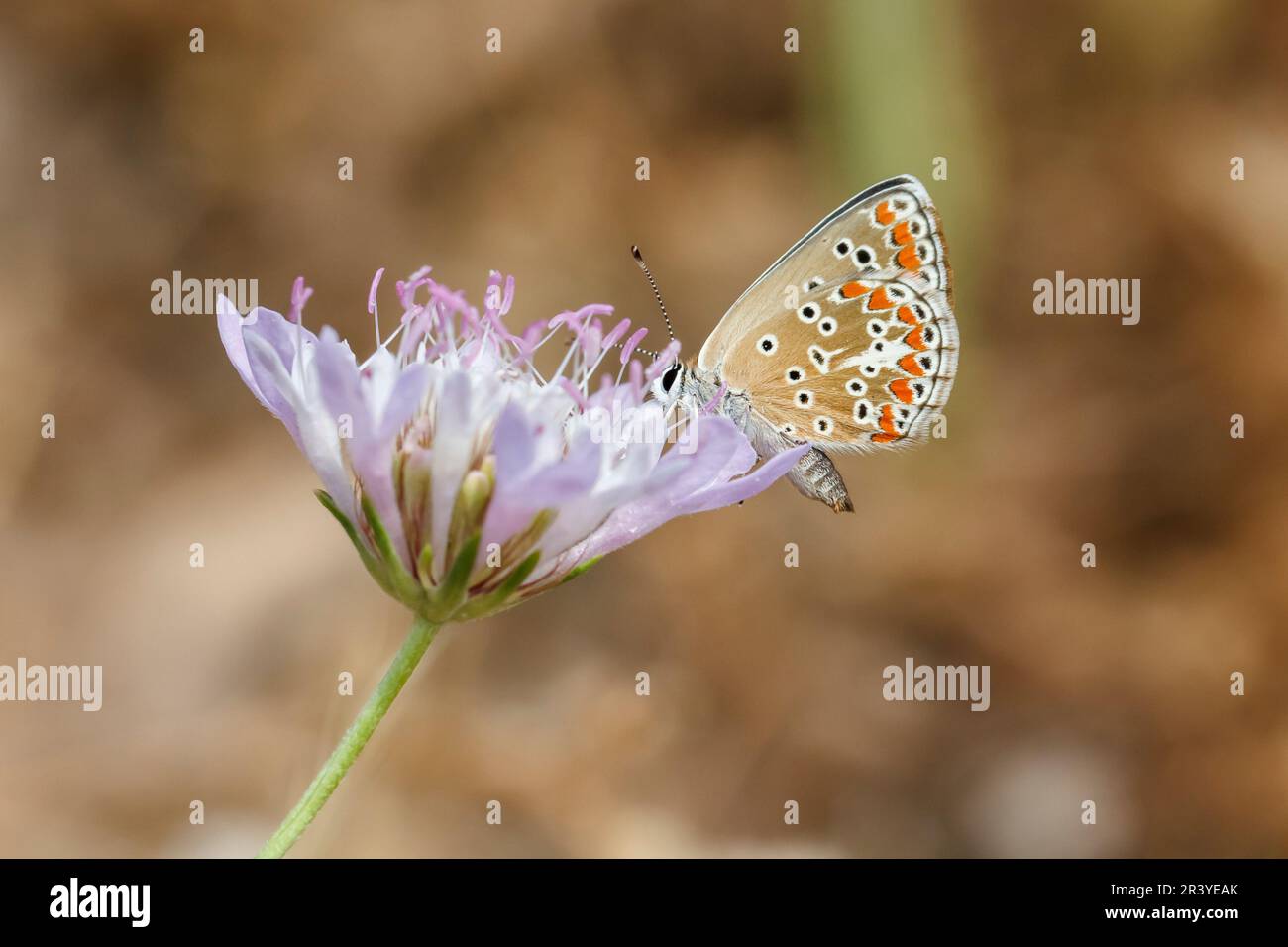 Aricia agestis, syn. Polyommatus agestis, known as the Brown argus butterfly Stock Photo