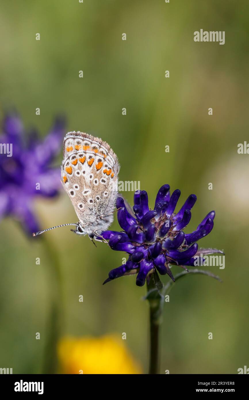 Aricia agestis syn. Polyommatus agestis, known as the Brown argus butterfly Stock Photo