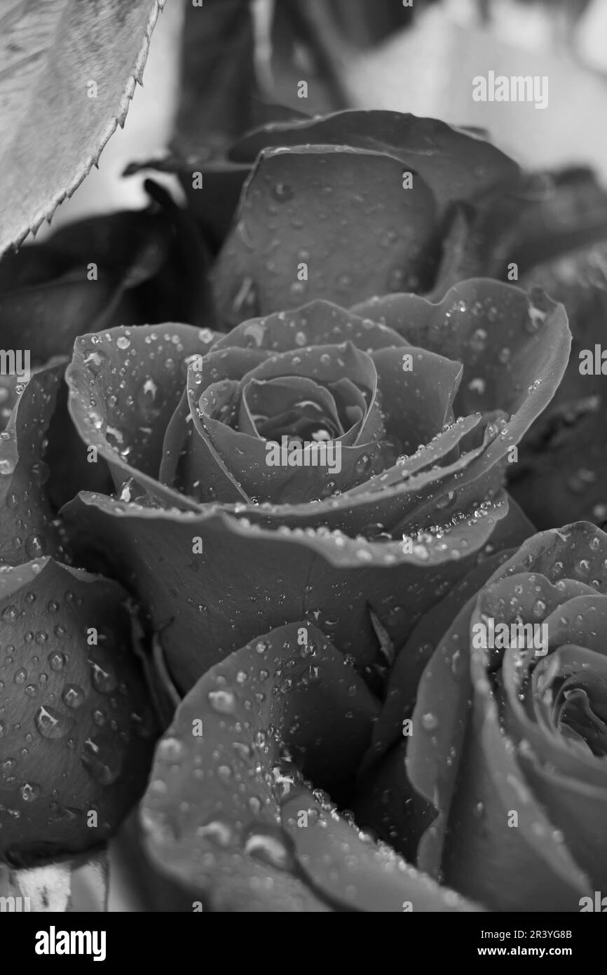 Fancy blooms Black and White Stock Photos & Images - Alamy