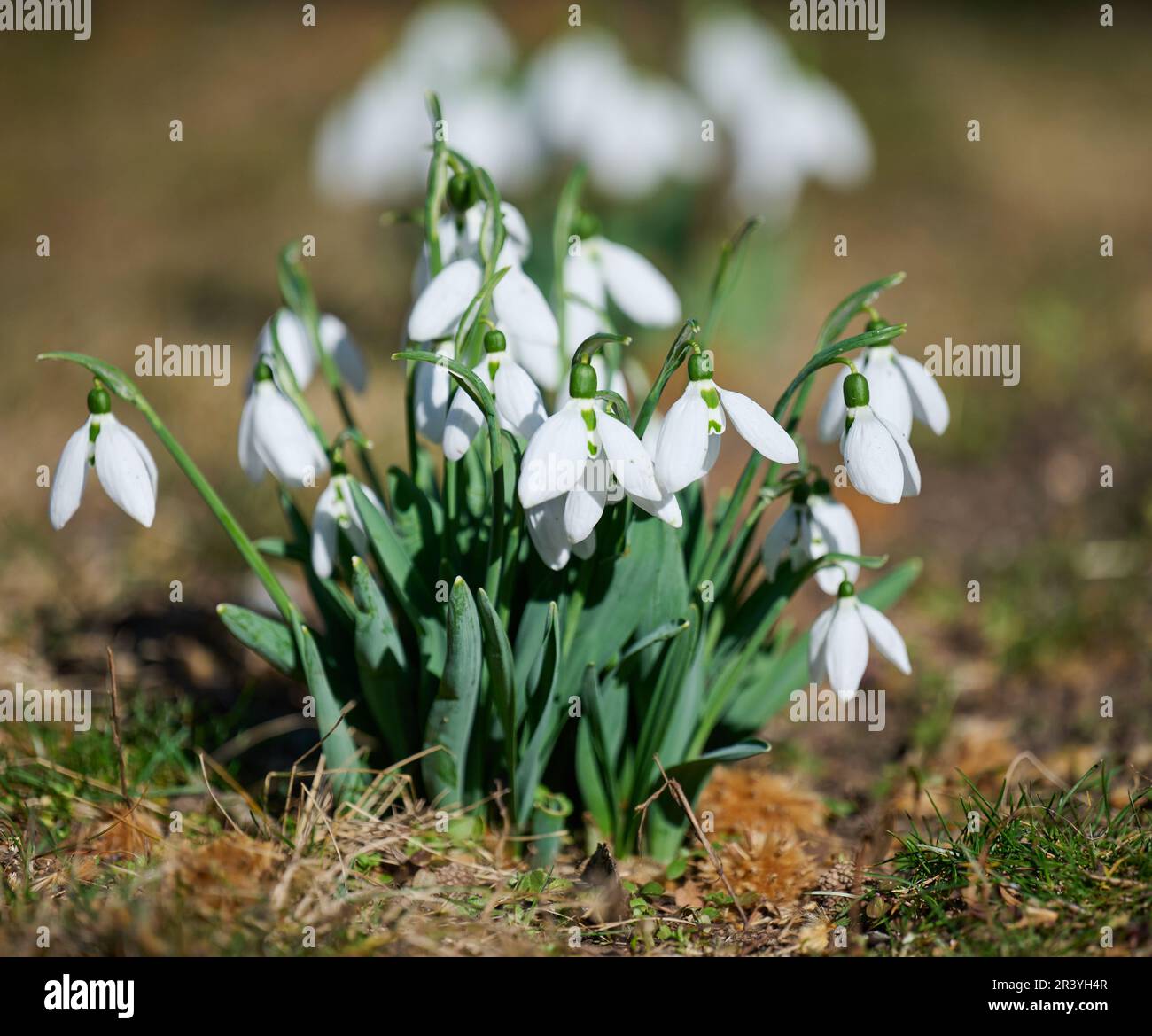 Growing snowdrops with white flowers in the middle of the forest, spring flowers. Stock Photo