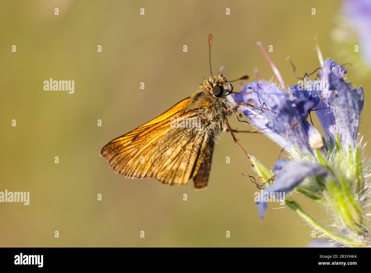 Ochlodes sylvanus, syn. Ochlodes venatus, known as Large skipper Stock Photo