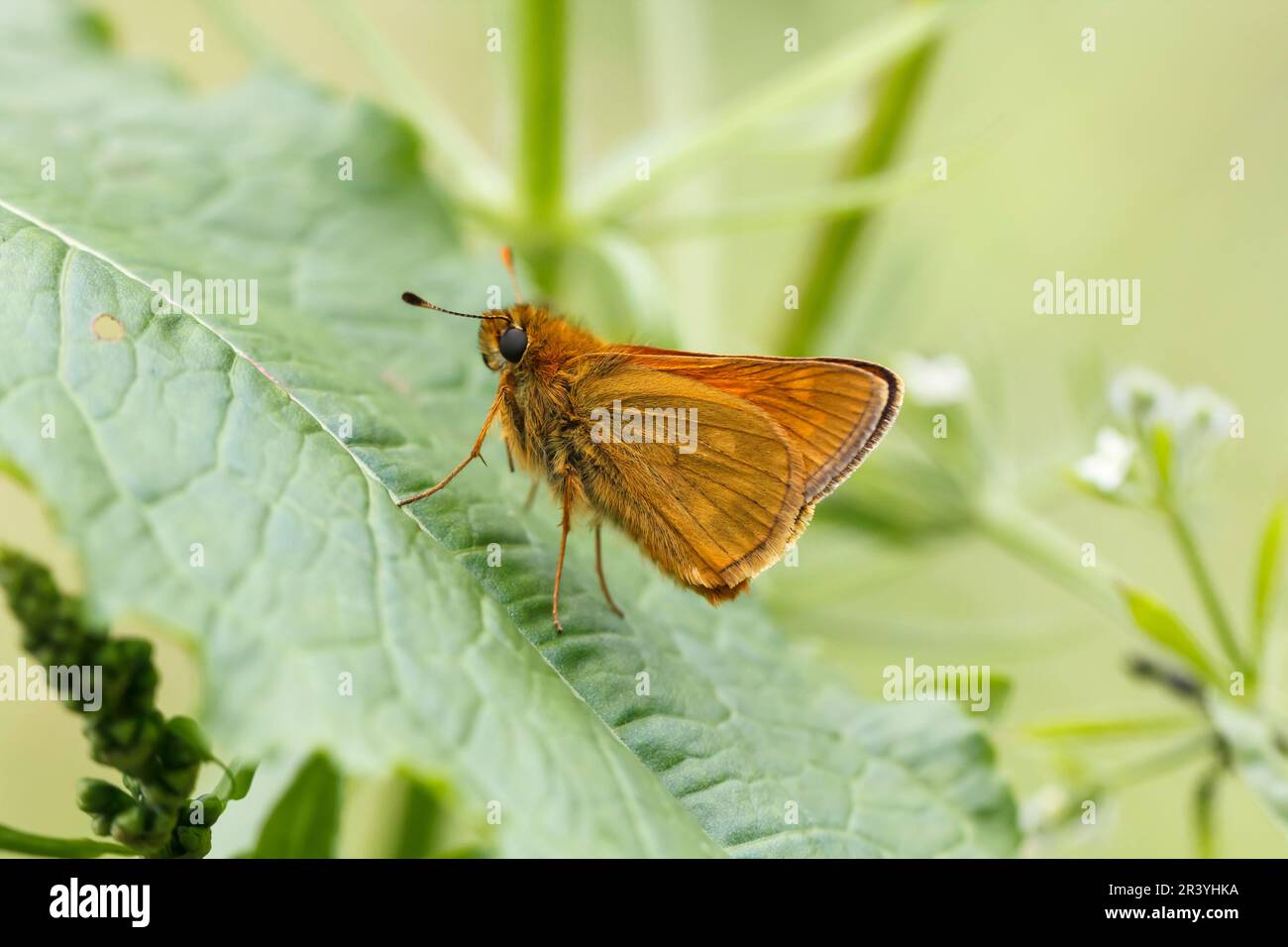 Ochlodes sylvanus, syn. Ochlodes venatus, known as Large skipper Stock Photo