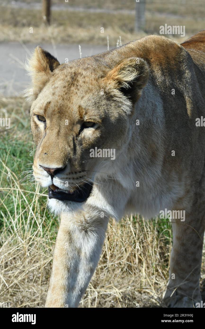 Lioness or juvenile male walking at the West Midlands Safari Park, Bewdley, Worcestershire, UK Stock Photo