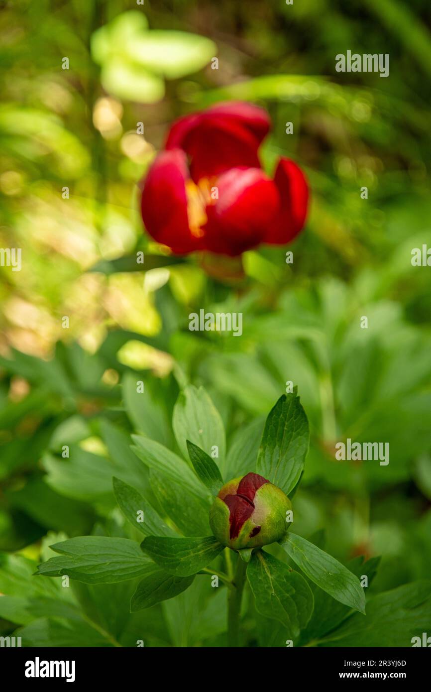 red delicate paeonia peregrina in dobrogea region, romania Stock Photo