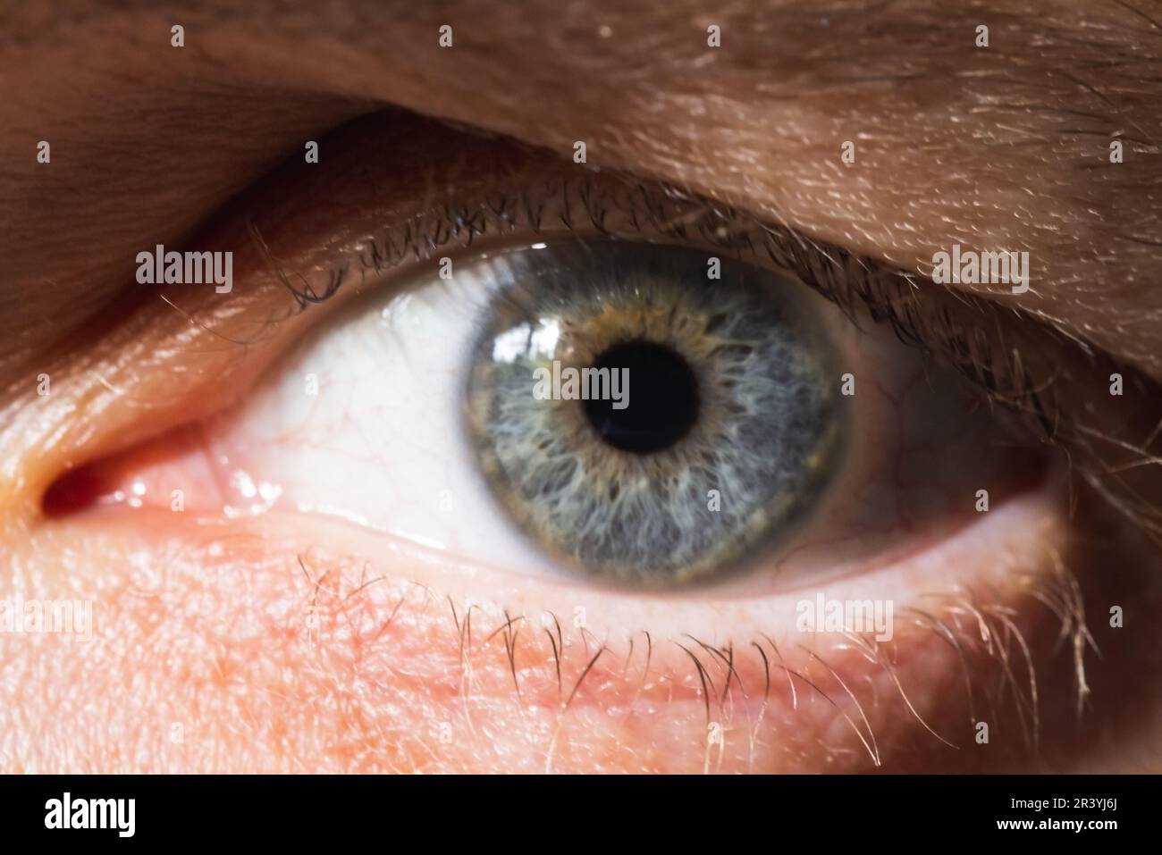 Close up photo of a human eye with gray green iris Stock Photo