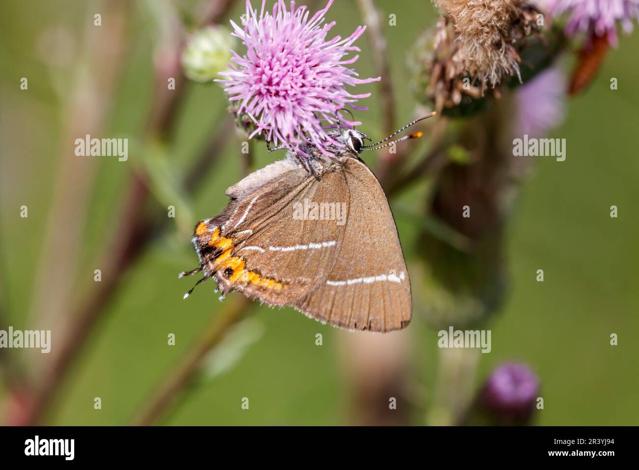 Satyrium w-album, commonly known as the White-letter hairstreak butterfly Stock Photo