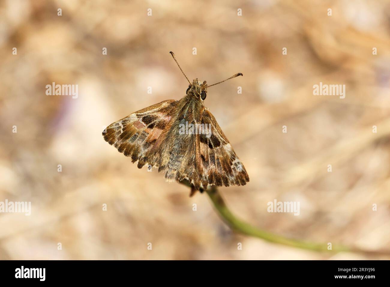 Carcharodus alceae, known as Mallow skipper butterfly Stock Photo