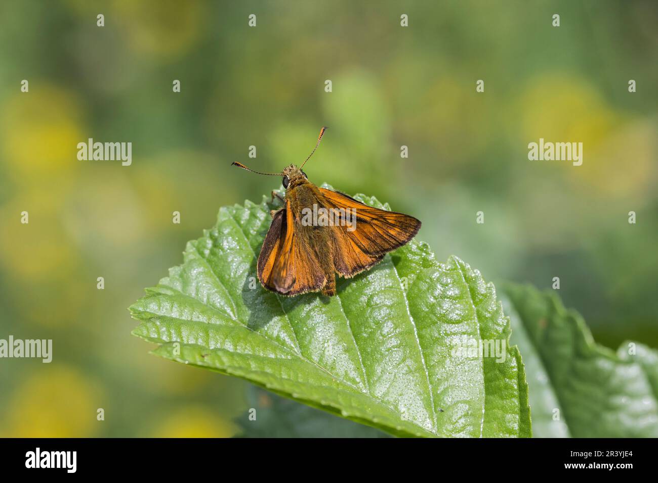 Ochlodes sylvanus, syn. Ochlodes venatus, known as Large skipper Stock Photo