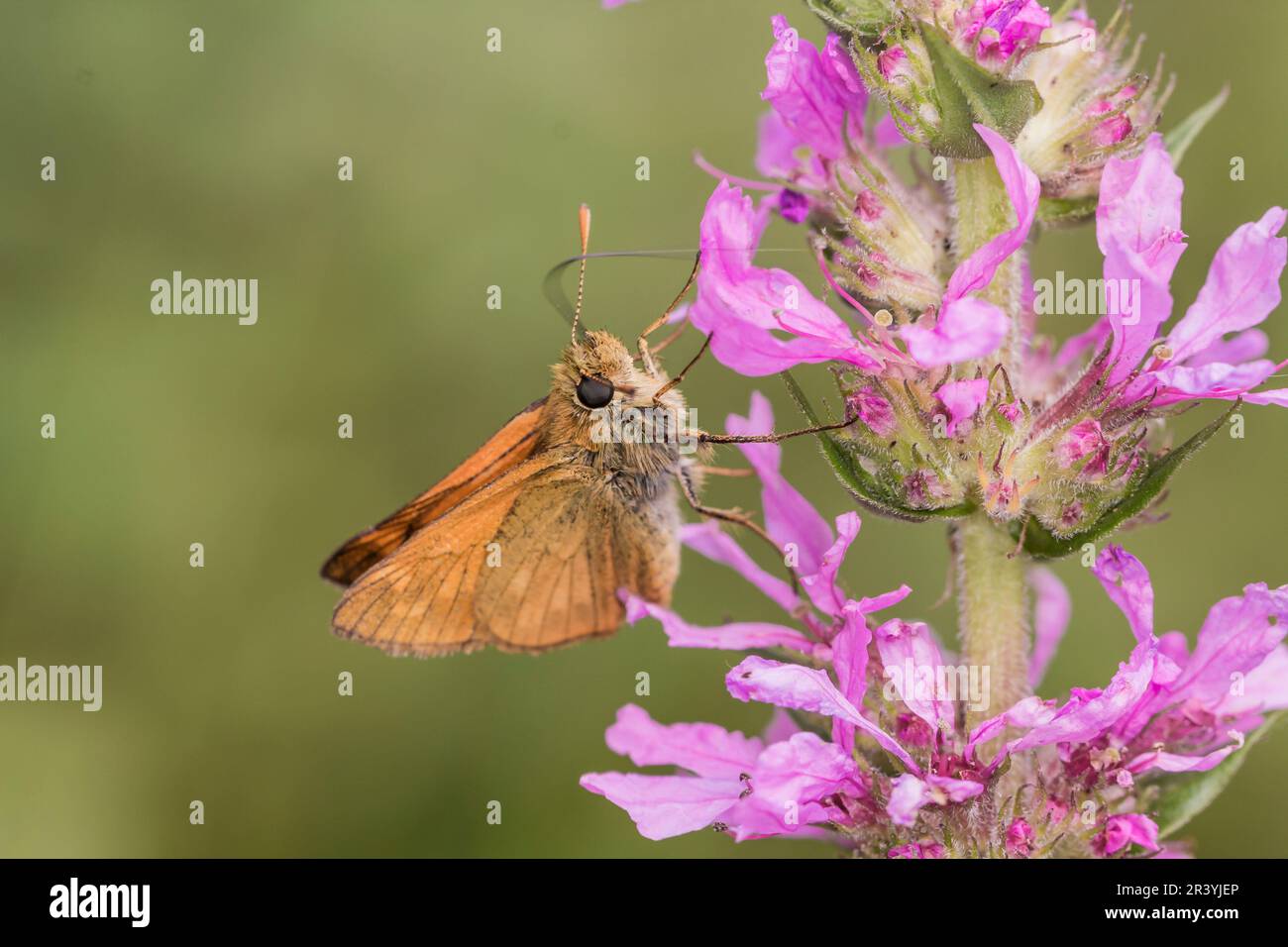 Ochlodes sylvanus, syn. Ochlodes venatus, known as Large skipper Stock Photo