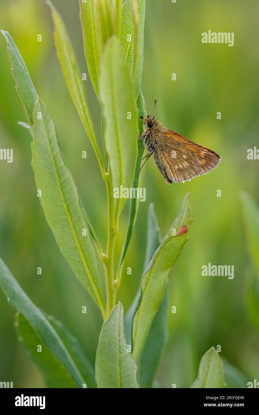 Ochlodes sylvanus, syn. Ochlodes venatus, known as Large skipper Stock Photo