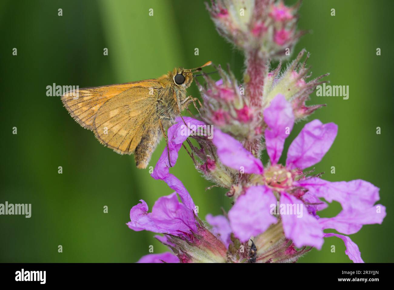 Ochlodes sylvanus, syn. Ochlodes venatus, known as Large skipper Stock Photo