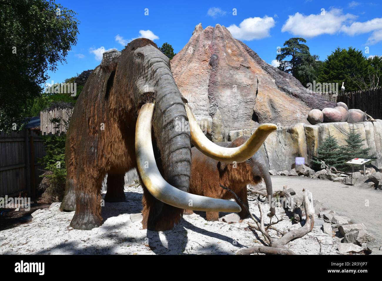 Woolly mammoth at West Midlands Safari Park, Bewdley, Worcestershire, UK Stock Photo
