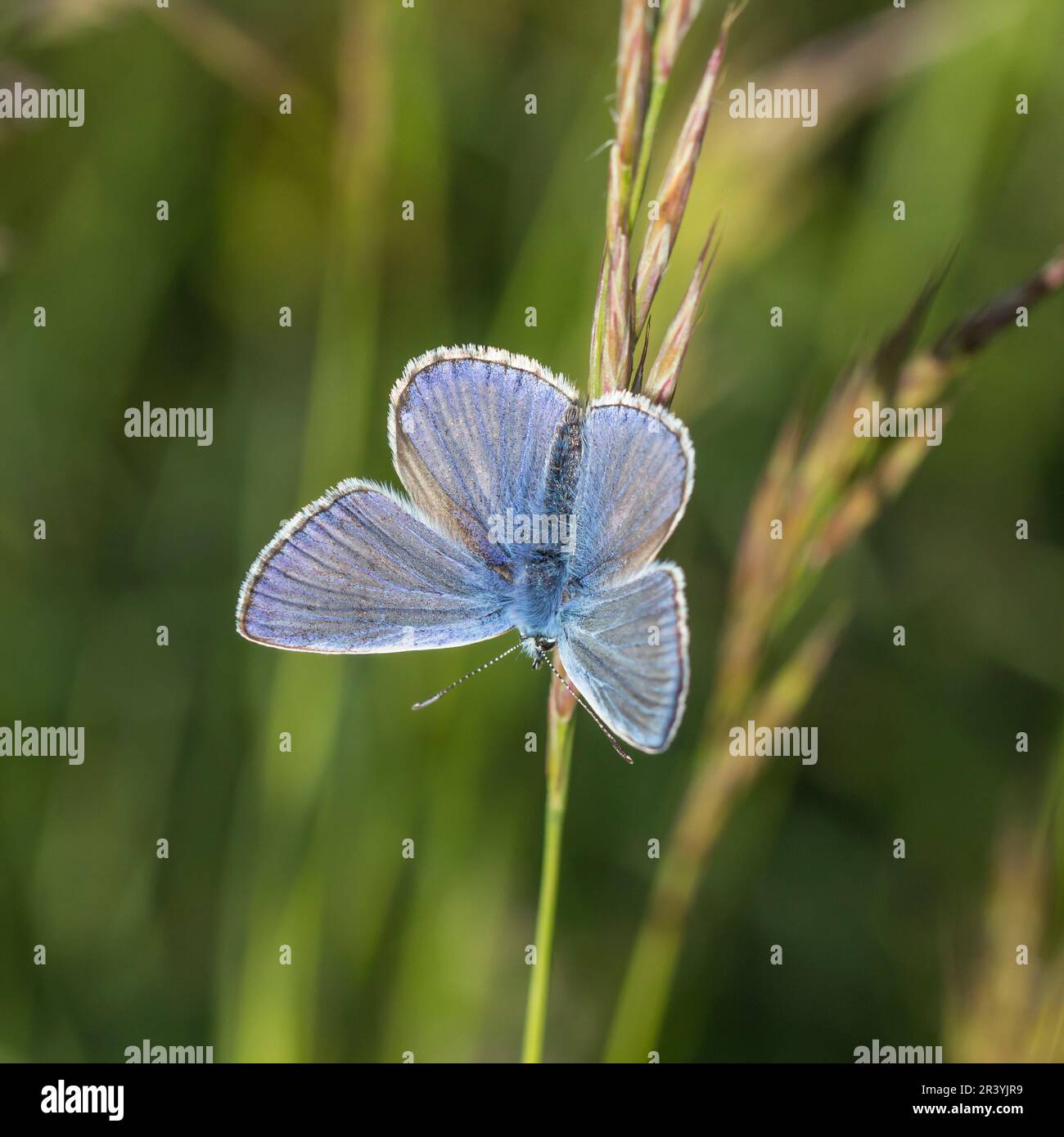Polyommatus icarus (male butterfly) known as Common blue butterfly, Common blue Stock Photo