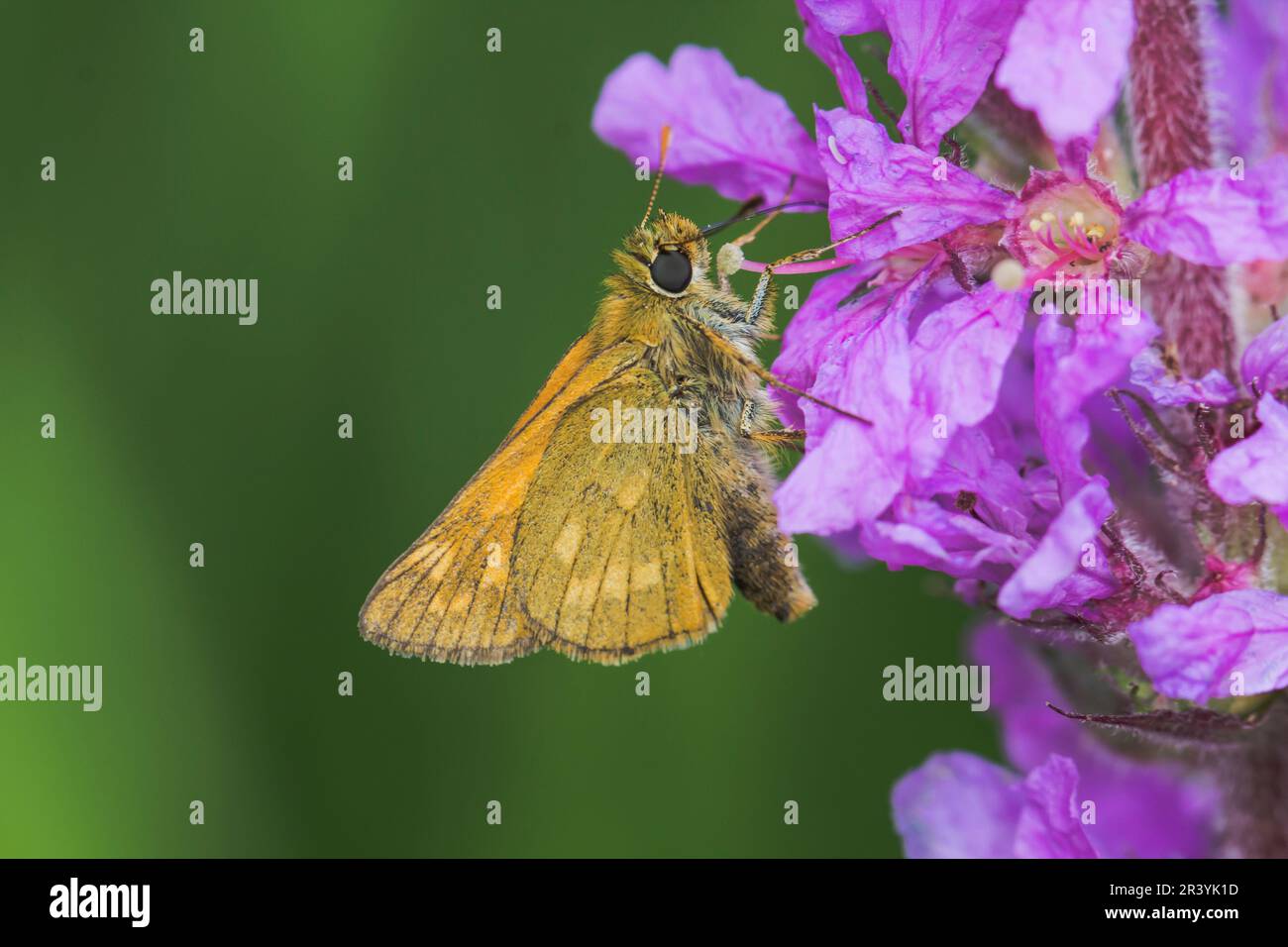 Ochlodes sylvanus, syn. Ochlodes venatus, known as Large skipper Stock Photo
