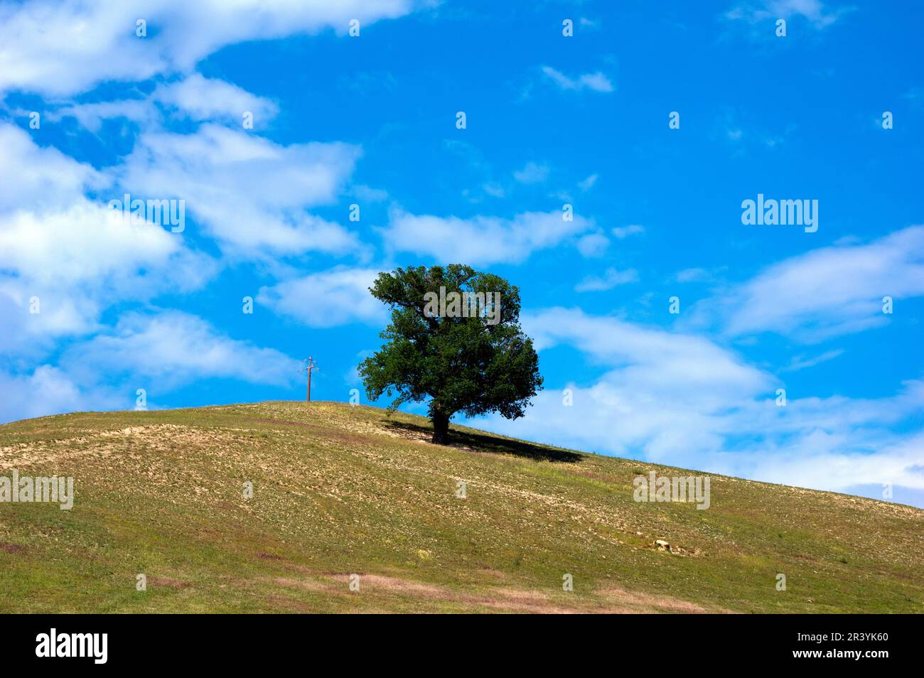 oak tree in a field at the top of the hill Stock Photo - Alamy