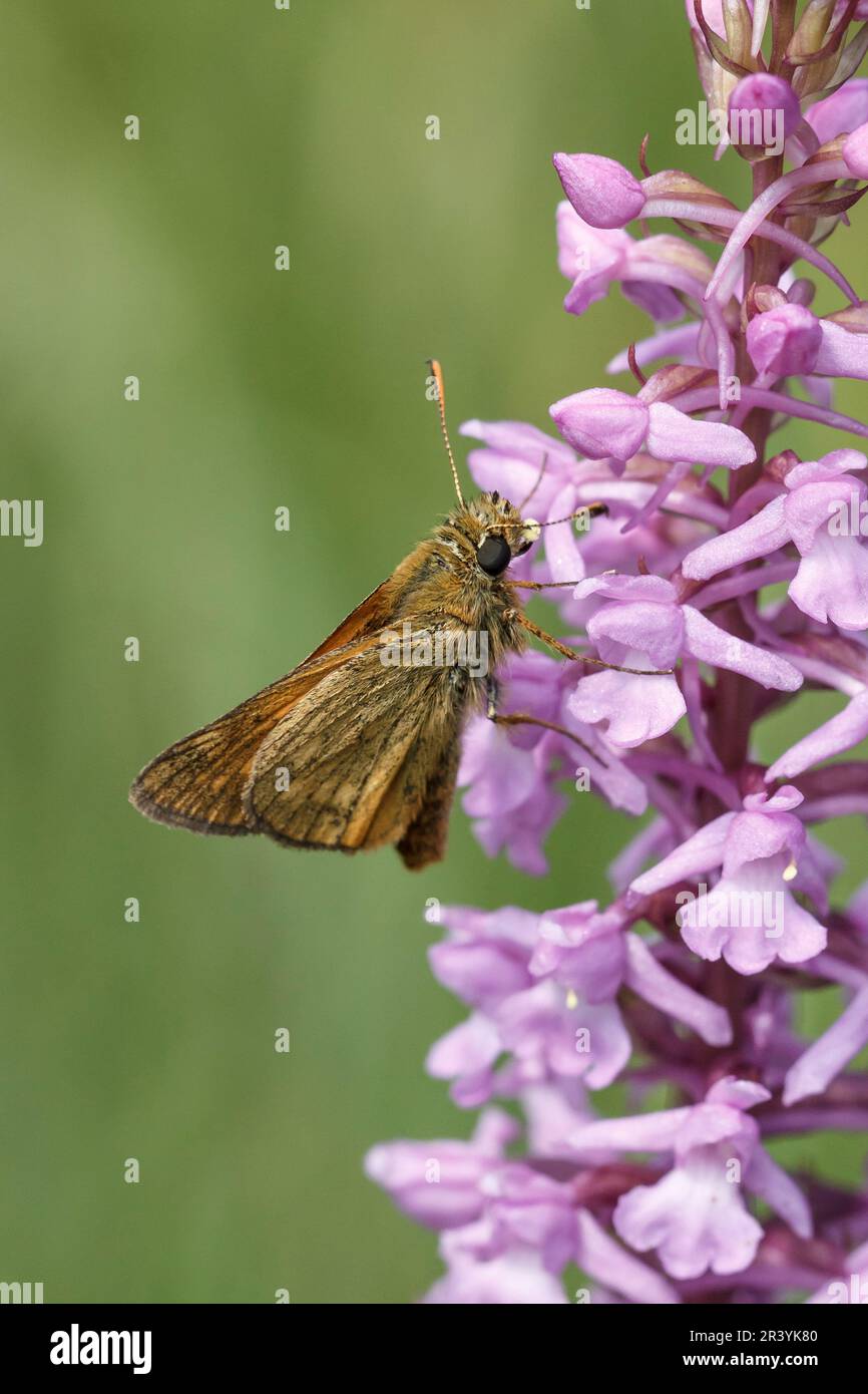 Ochlodes sylvanus, syn. Ochlodes venatus, known as Large skipper Stock Photo