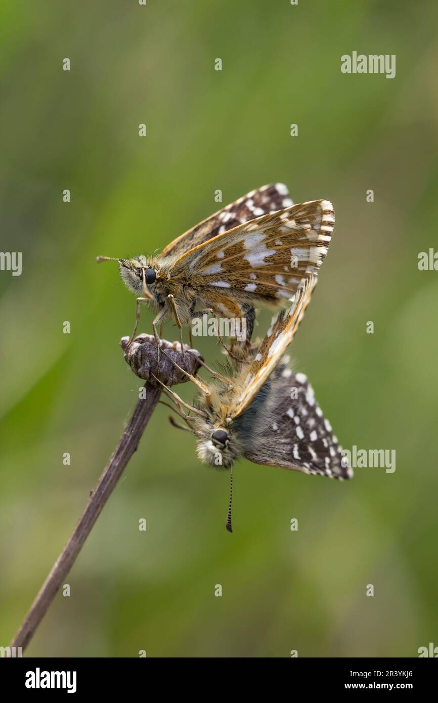 Pyrgus malvae, copula of the Grizzled skipper butterfly Stock Photo