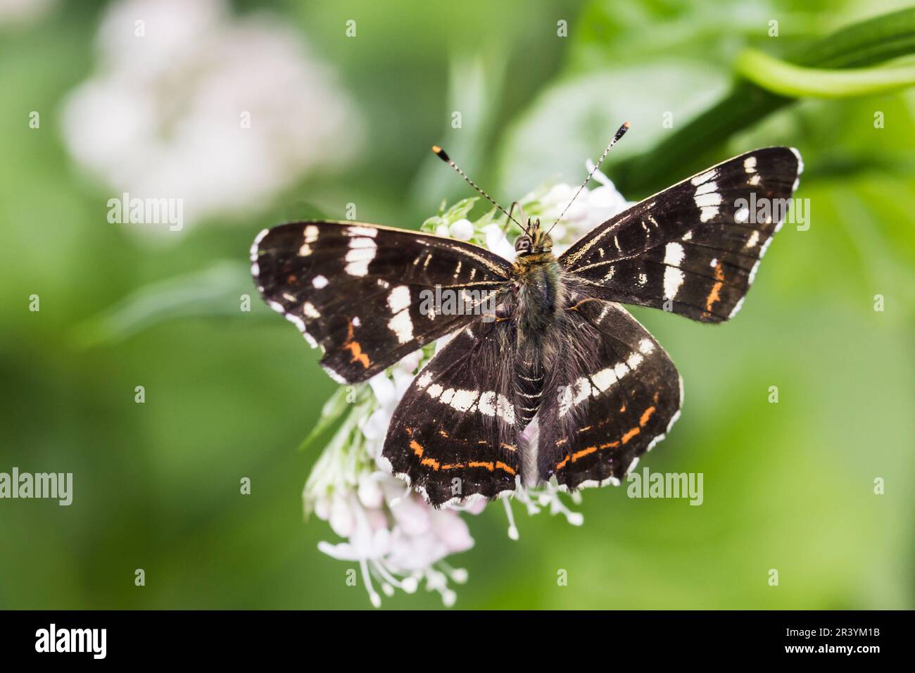 Araschnia levana (f. prorsa), The map butterfly, summer form Stock Photo