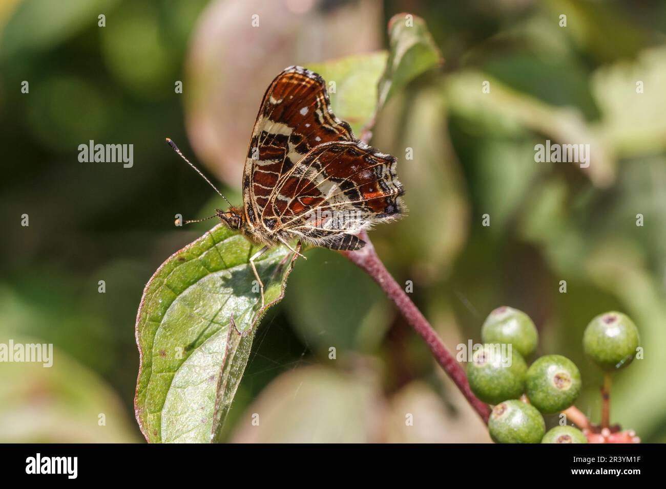 Araschnia levana (f. prorsa), The map butterfly, summer form Stock Photo
