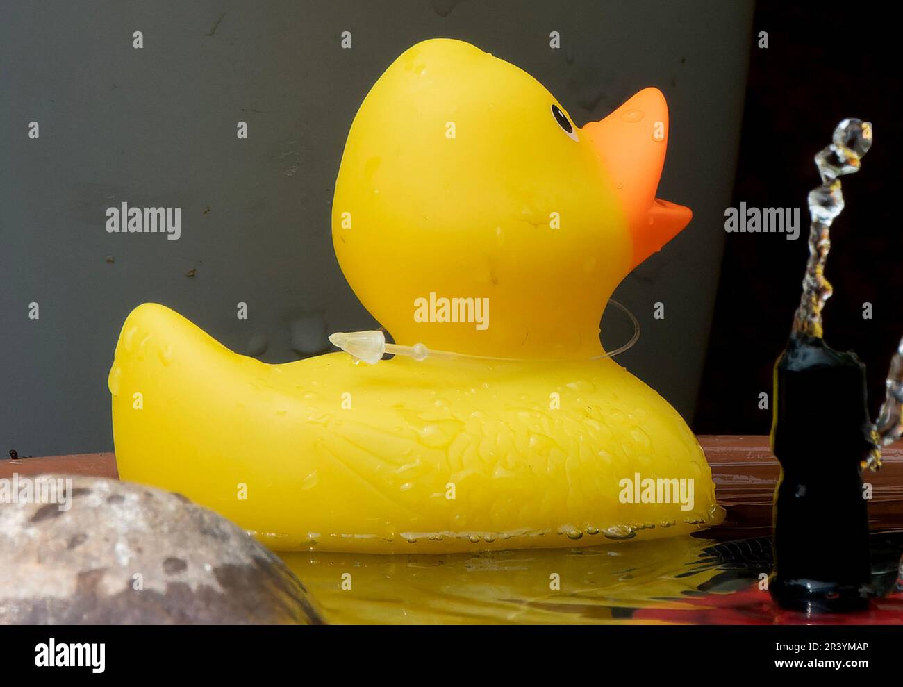 Rubber Duck floating in a bird bath Stock Photo - Alamy