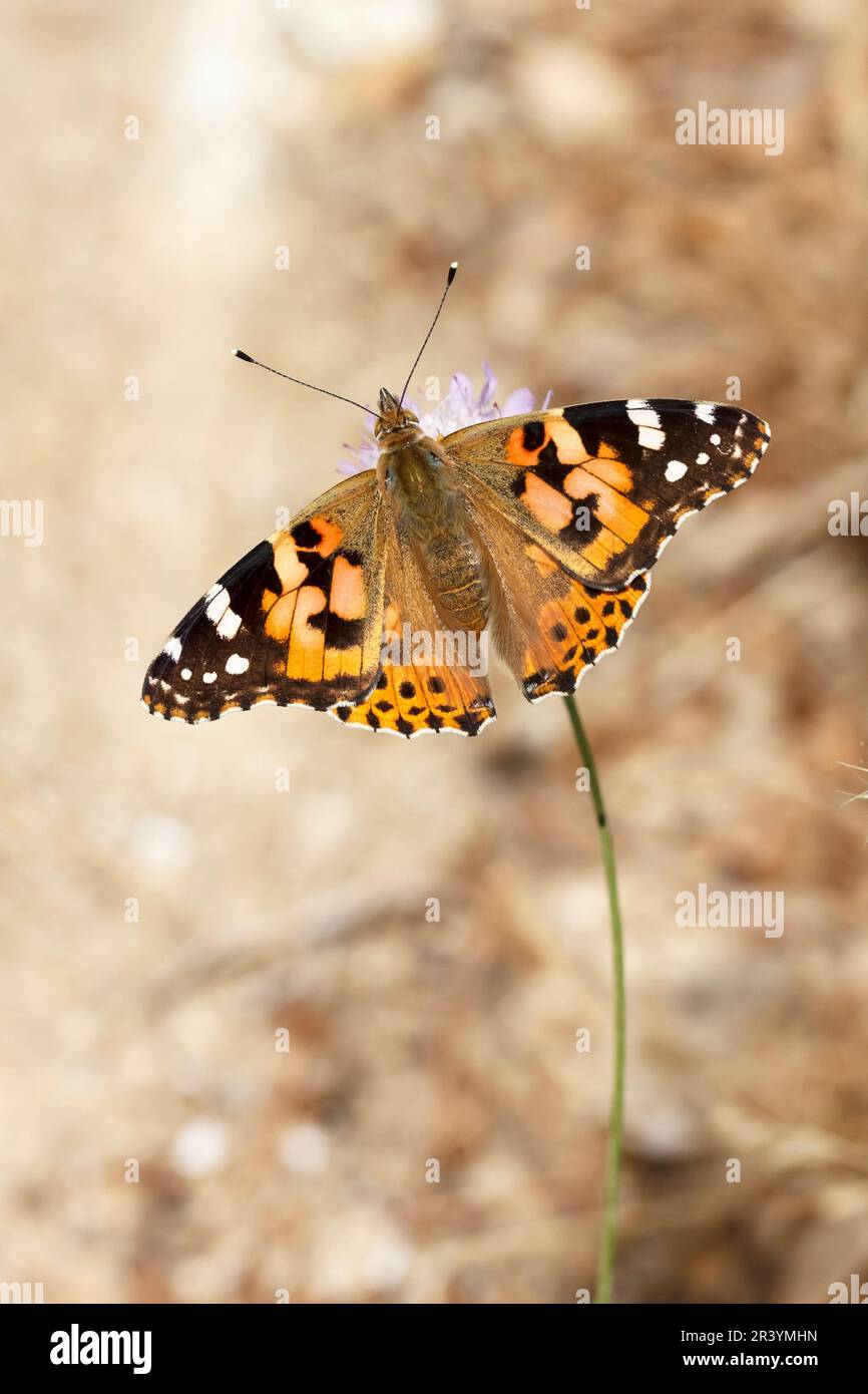 Vanessa cardui, syn. Cynthia cardui), Distelfalter, Wanderfalter - Vanessa cardui, syn. Cynthia cardui, known as  Painted lady, Painted lady butterfly Stock Photo
