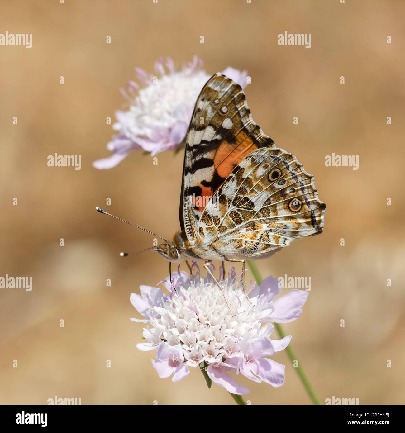 Vanessa cardui, syn. Cynthia cardui, known as Painted lady, Painted lady butterfly Stock Photo