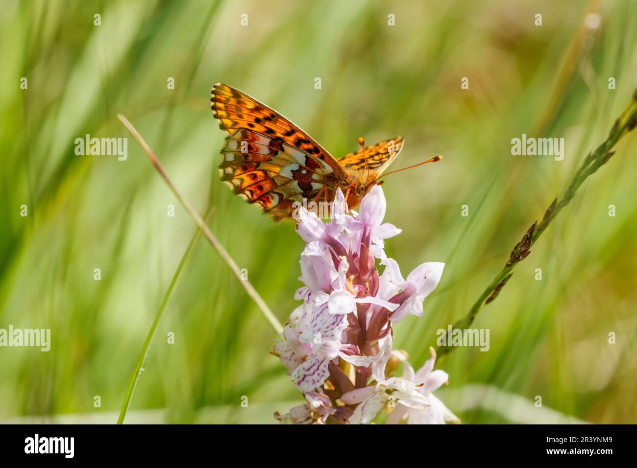 Boloria aquilonaris, known as the Cranberry fritillary butterfly Stock Photo