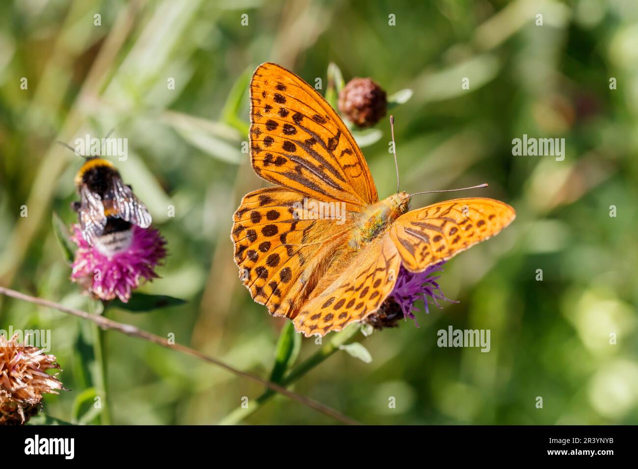 Argynnis paphia, male butterfly, known as Silver-washed fritillary, Silver washed fritillary Stock Photo