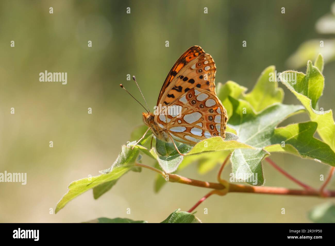 Issoria lathonia, Kleiner Perlmuttfalter, Silbriger Perlmuttfalter - Issoria lathonia, known as the Queen of Spain fritillary butterfly from Europe Stock Photo