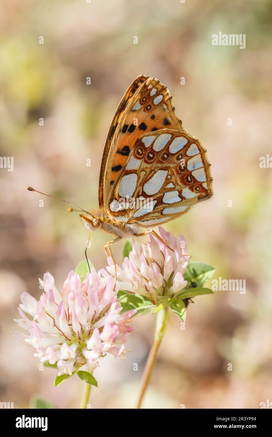 Issoria lathonia, Kleiner Perlmuttfalter, Silbriger Perlmuttfalter - Issoria lathonia, known as the Queen of Spain fritillary butterfly from Europe Stock Photo