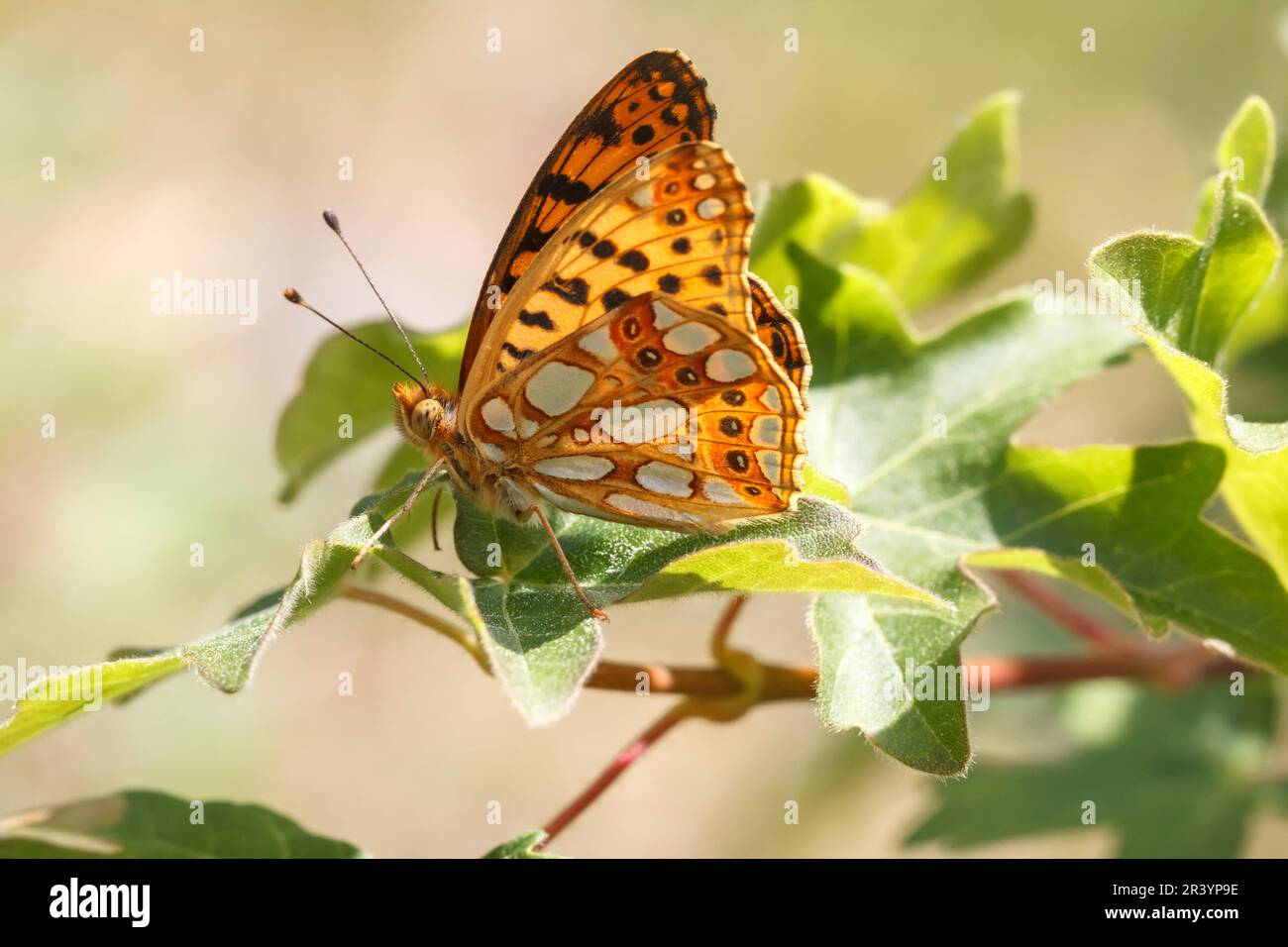 Issoria lathonia, Kleiner Perlmuttfalter, Silbriger Perlmuttfalter - Issoria lathonia, known as the Queen of Spain fritillary butterfly from Europe Stock Photo