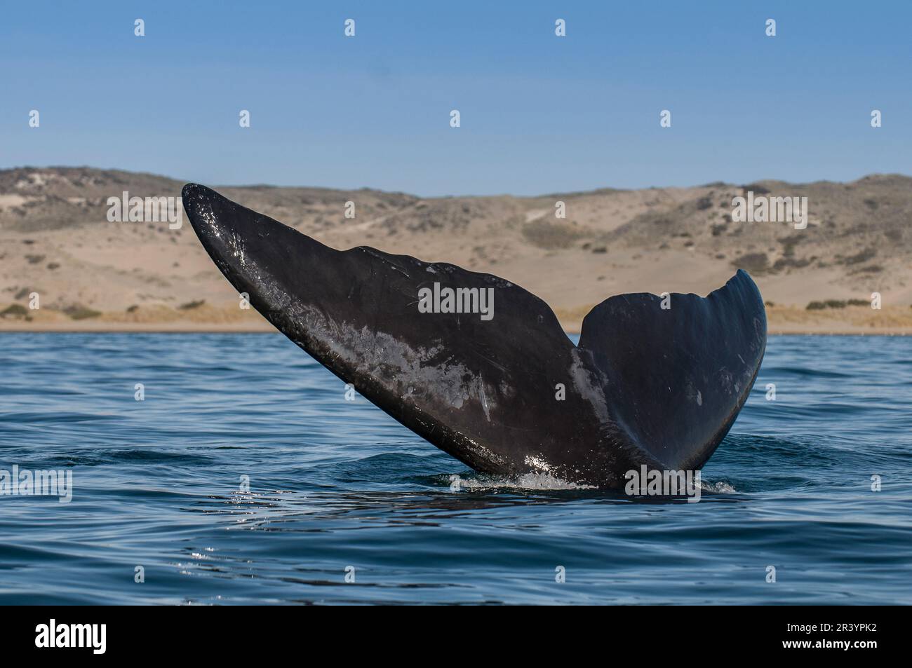 Southern Right Whale Tail, Peninsula Valdes , Patagonia, Argentina ...