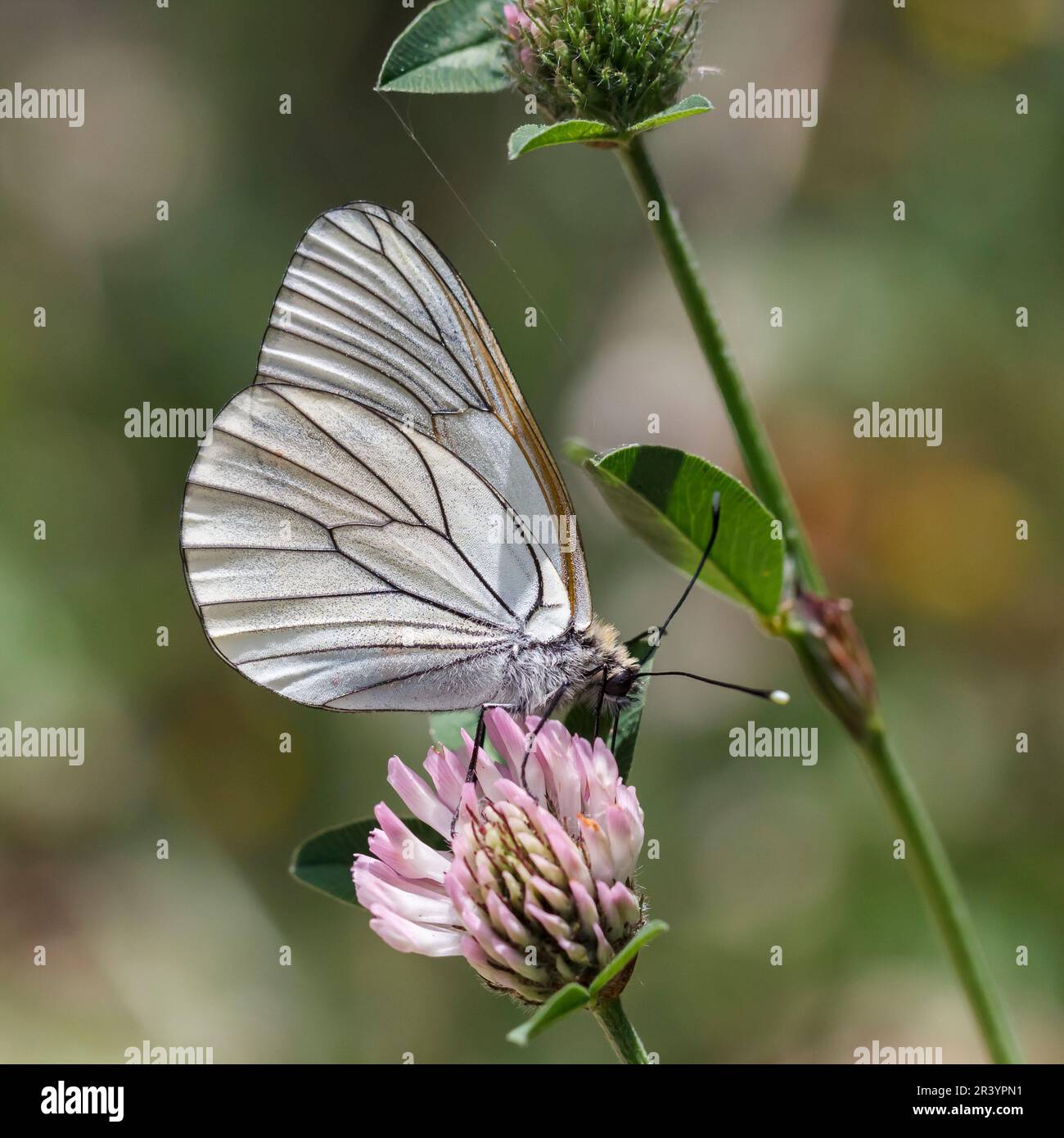 Aporia Crataegi Known As Black veined White Black veined White aporia-crataegi-known-as-black-veined-white-black-veined-white