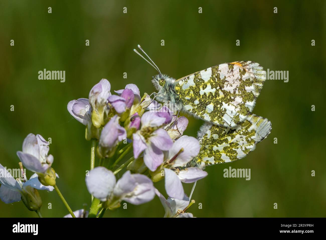 Anthocharis cardamines, known as Orange tip butterfly, Orange-tip (left ...