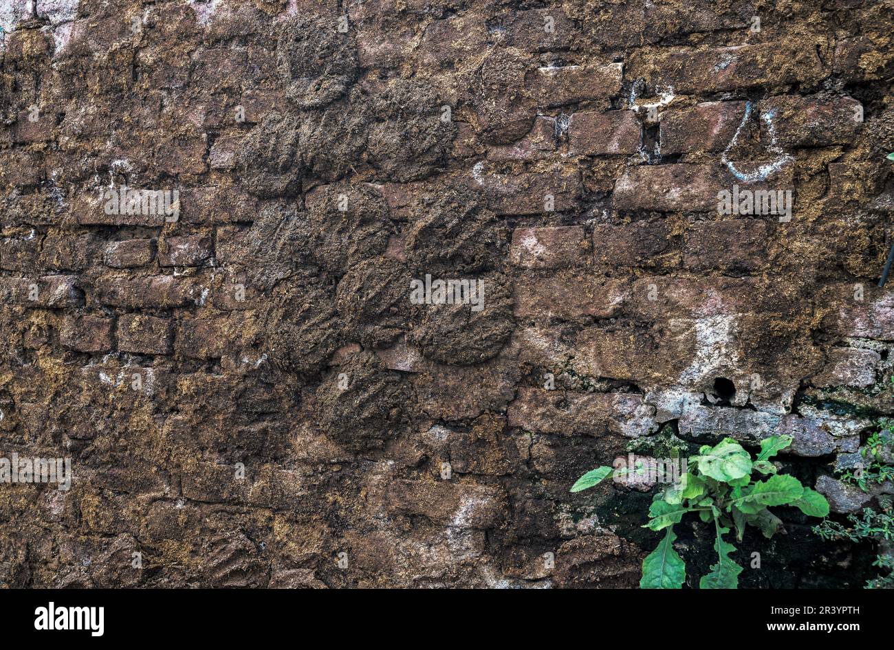 Cow dung drying on wall hi-res stock photography and images - Alamy