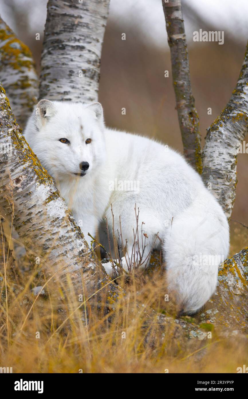 arctic-fox-in-summer-and-winter